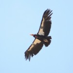 California Condor seen while Grand Canyon Rafting