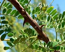 220px Acacia greggii thorns 1