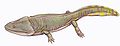 Metoposaurus-An amphibian that lived 220 million years ago