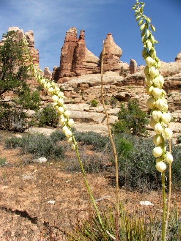 Yucca bloom in the Maze, Canyonlands, NP. 