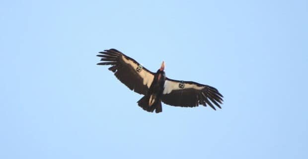 Endangered California Condor