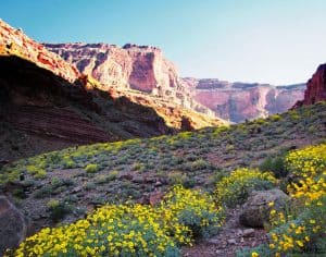 Grand Canyon in April and May