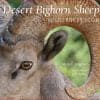 desert bighorn