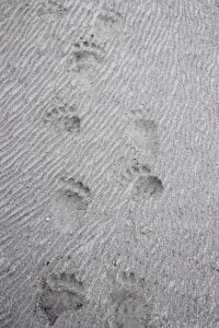 Grizzly Bear track in the sand along the Alsek River