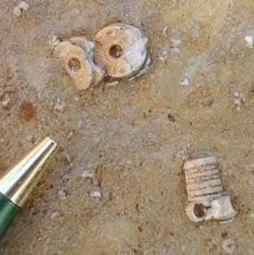 Crinoid Stems preserved in the Kaibab Limestone.