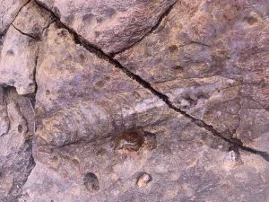 Nautiloid Fossil Preserved in the Redwall Limestone of Grand Canyon