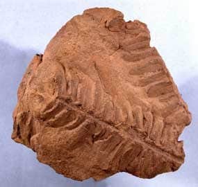 Fern Fossil found in the Hermit Shale.
