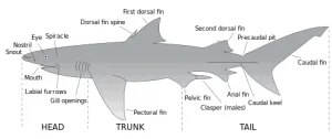 Sharks were alive when the Surprise Canyon Formation was formed.