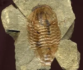 Trilobite fossil found in bright angel shale