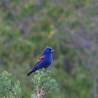 BlueGrosbeak BryantOlsen