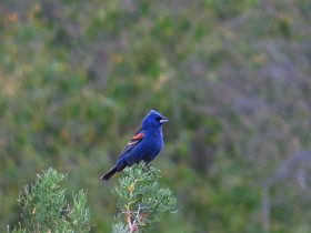 BlueGrosbeak BryantOlsen