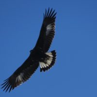 GoldenEagle BryantOlsen